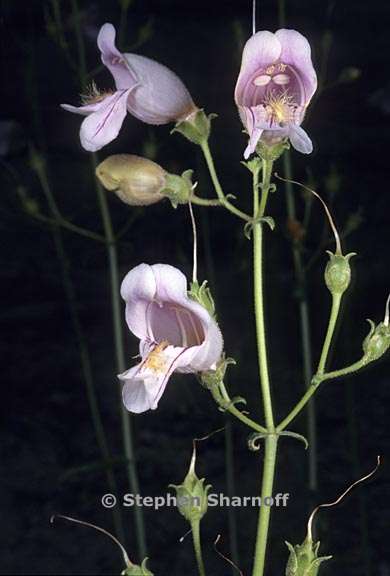 penstemon grinnellii var scrophularioides 4 graphic